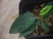 画像2: Homalomena sp. "Sunshine" BNN from Sibolga timur【AZ1124-1】