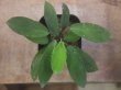 画像2: Homalomena sp. "Sunshine" BNN from Sibolga timur【AZ1124-1】