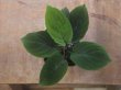 画像2: Homalomena sp. "Green leaf" from Kalbar【AZ0823-2】