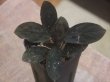 画像1: Homalomena sp. "Sunshine" BNN from Sibolga timur【AZ1124-1】