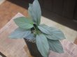 画像1: Homalomena cf. humilis Sumatera barat【LA0719-02】