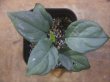 画像1: Homalomena sp. "Silver Bullet GR" from Pulau Lingga【AZ0917-1】