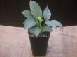 画像4: Homalomena cf. humilis Sumatera barat【LA0719-02】