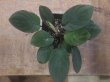 画像1: Homalomena sp. "Honey bee" from Kapuas【AZ1122-1】