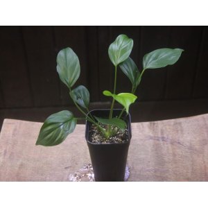 画像: Homalomena sp. Kalimantan barat【AZ1122-3】