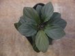 画像1: Homalomena cf. humilis Lumpung Sumatera【LA0117-01】