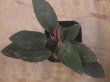 画像2: Homalomena sp. "Sunshine" BNN from Sibolga timur【AZ1124-1】