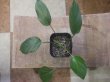 画像2: Homalomena sp. Kalimantan barat【AZ1122-3】