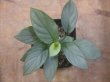 画像2: Homalomena cf. humilis Sumatera barat【LA0719-02】