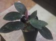 画像1: Homalomena sp. "Sunshine" BNN from Sibolga timur【AZ1124-1】