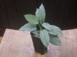 画像4: Homalomena cf. humilis Sumatera barat【LA0719-02】