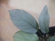 画像3: Homalomena cf. humilis Sumatera barat【LA0719-02】