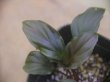 画像3: Homalomena cf. humilis Sumatera barat【LA0719-02】