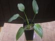 画像1: Homalomena sp. Kalimantan barat【AZ1122-3】