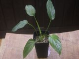 画像: Homalomena sp. Kalimantan barat【AZ1122-3】