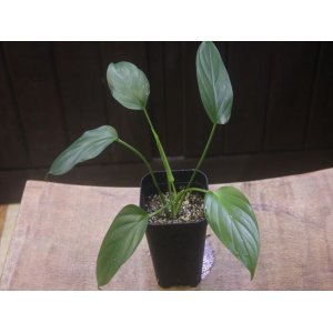 画像: Homalomena sp. Kalimantan barat【AZ1122-3】