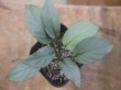 画像1: Homalomena cf. humilis Sumatera barat【LA0719-02】