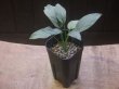 画像4: Homalomena cf. humilis Sumatera barat【LA0719-02】