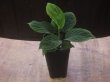 画像4: Homalomena sp. "Green leaf" from Kalbar【AZ0823-2】