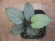 画像1: Homalomena sp. "Silver Bullet GR" from Pulau Lingga【AZ0917-1】