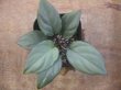 画像1: Homalomena sp. "Silver Bullet GR" from Pulau Lingga【AZ0917-1】