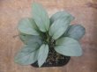 画像1: Homalomena cf. humilis Sumatera barat【LA0719-02】