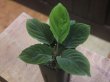 画像1: Homalomena sp. "Green leaf" from Kalbar【AZ0823-2】