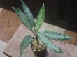 画像5: Aglaonema pictum "ちゃんぷーる" from Pulau Pade【AZ1020-5】No.15