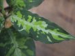 画像3: Aglaonema pictum "White Line Custum" from Sumatera barat【AZ0912-1】