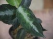 画像2: Aglaonema pictum "PS-B" from Padang Sidempuan【HW1223-01b】No.18