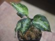 画像2: Aglaonema pictum "type NIRVASH" from P. Nias【AZ0611-3】ver.MES