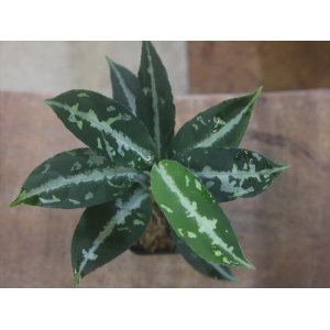 画像: Aglaonema pictum "TG-7" from Tigalingga【HW1123-01g】No.7