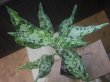 画像6: Aglaonema pictum "PS-F" from Padang Sidempuan【HW1223-01f】No.1