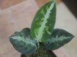 画像3: Aglaonema pictum "PS-B" from Padang Sidempuan【HW1223-01b】No.1