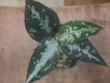 画像: Aglaonema pictum "PS-F" from Padang Sidempuan【HW1223-01f】No.1