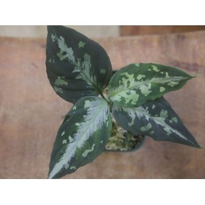 画像: Aglaonema pictum "PS-F" from Padang Sidempuan【HW1223-01f】No.1