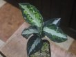 画像3: Aglaonema pictum "HGWTZ PS-4" from Padang Sidempuan【HW0523-29】