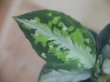 画像2: Aglaonema pictum "HGWTZ PS-4" from Padang Sidempuan【HW0523-29】