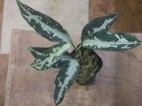 画像: Aglaonema pictum "TG-5" from Tigalingga【HW1123-01e】No.1