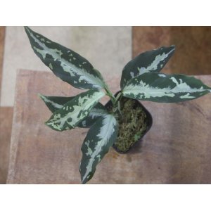 画像: Aglaonema pictum "TG-5" from Tigalingga【HW1123-01e】No.1