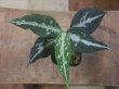 画像1: Aglaonema pictum "TG-7" from Tigalingga【HW1123-01g】No.4