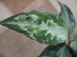 画像2: Aglaonema pictum "PS-F" from Padang Sidempuan【HW1223-01f】No.1