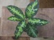 画像1: Aglaonema pictum "White Line Custum" from Sumatera barat【AZ0912-1】