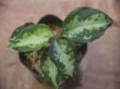 画像1: Aglaonema pictum "type NIRVASH" from P. Nias【AZ0611-3】ver.MES