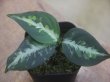 画像4: Aglaonema pictum "龍波" TG-4 from Tigalingga【HW1123-01d】No.2