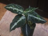 画像: Aglaonema pictum "PS-B" from Padang Sidempuan【HW1223-01b】No.3