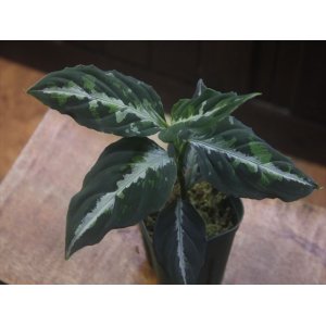 画像: Aglaonema pictum "PS-B" from Padang Sidempuan【HW1223-01b】No.3