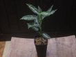 画像4: Aglaonema pictum "TG-7" from Tigalingga【HW1123-01g】No.7