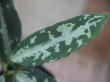 画像2: Aglaonema pictum "TG-5" from Tigalingga【HW1123-01e】No.1