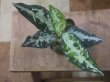 画像1: Aglaonema pictum "PS-F" from Padang Sidempuan【HW1223-01f】No.1